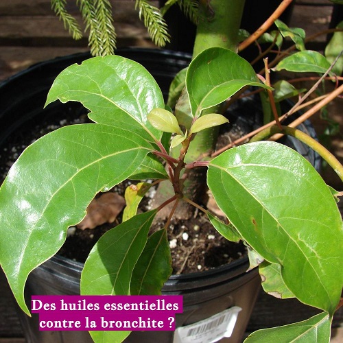 Des huiles essentielles contre la bronchite ?