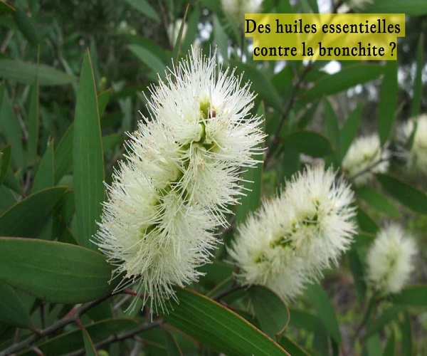 Des huiles essentielles contre la bronchite ?