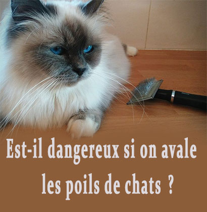 Est-il dangereux si on avale les poils de chats?