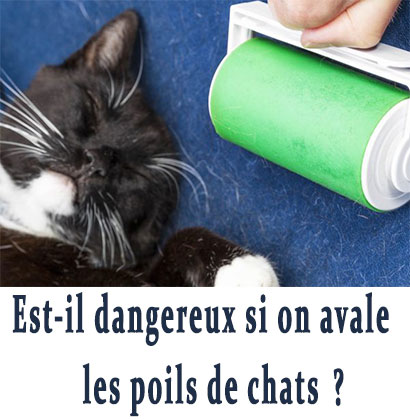 Est-il dangereux si on avale les poils de chats?