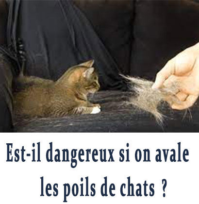 Est-il dangereux si on avale les poils de chats?