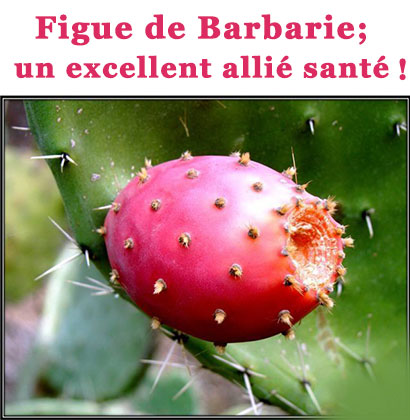Figue de Barbarie; un excellent allié santé !