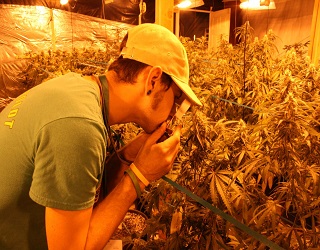 Le Cannabis et ses effets immédiats