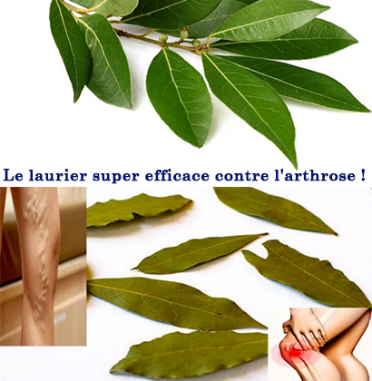 Le laurier super efficace contre l'arthrose ! Le laurier super efficace contre l'arthrose !