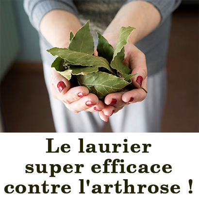 Le laurier super efficace contre l'arthrose ! Le laurier super efficace contre l'arthrose !