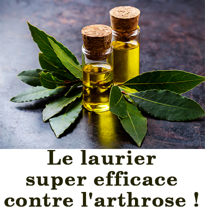 Le laurier super efficace contre l'arthrose ! Le laurier super efficace contre l'arthrose !