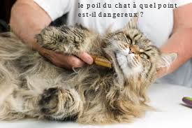 Le poil du chat à quel point est-il dangereux?