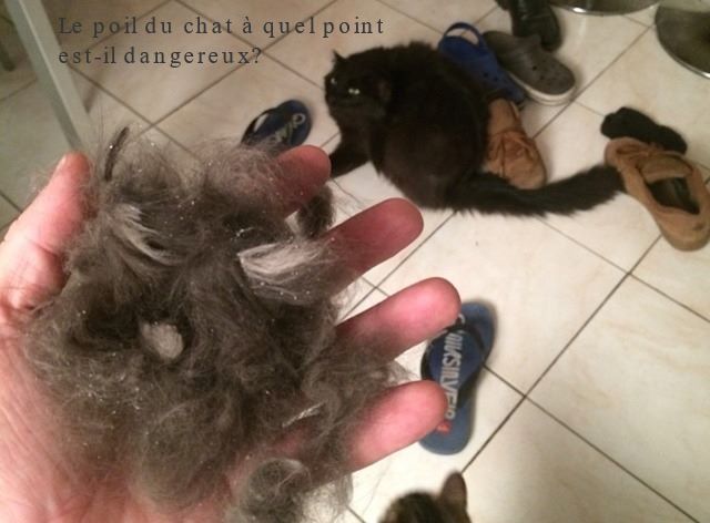 Le poil du chat à quel point est-il dangereux?