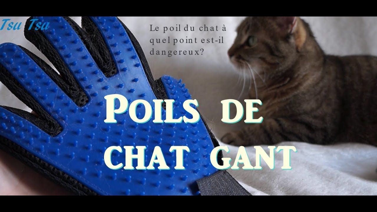Le poil du chat à quel point est-il dangereux?