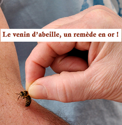 Le venin d’abeille, un remède en or ! Le venin d’abeille, un remède en or !