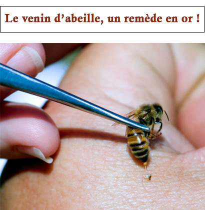 Le venin d’abeille, un remède en or ! Le venin d’abeille, un remède en or !