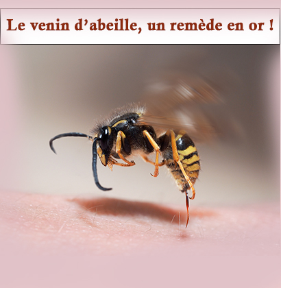 Le venin d’abeille, un remède en or ! Le venin d’abeille, un remède en or !