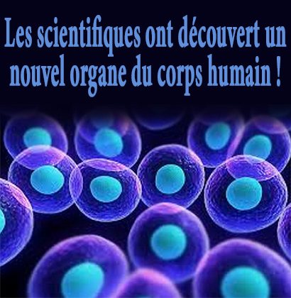 Les scientifiques ont découvert un nouvel organe du corps humain !