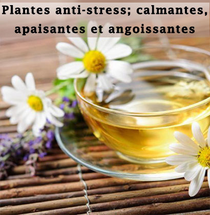 Plantes anti-stress; calmantes, apaisantes et angoissantes 