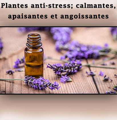 Plantes anti-stress; calmantes, apaisantes et angoissantes 