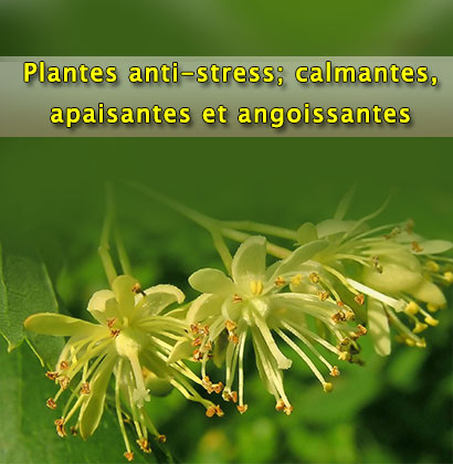 Plantes anti-stress; calmantes, apaisantes et angoissantes 