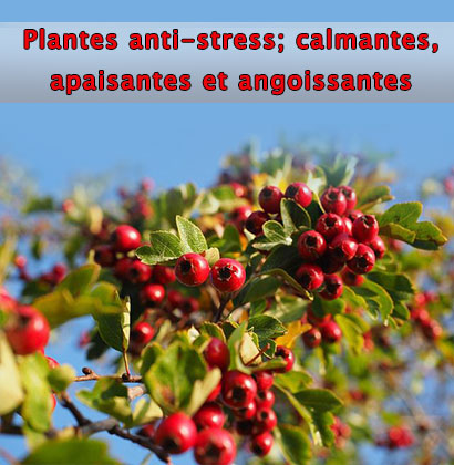 Plantes anti-stress; calmantes, apaisantes et angoissantes 