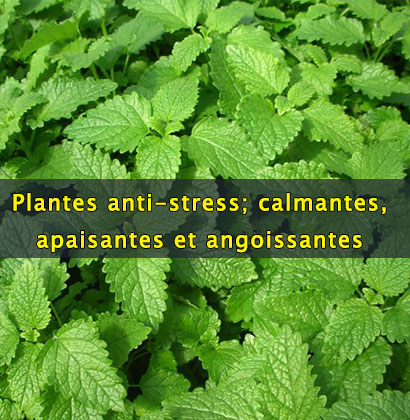 Plantes anti-stress; calmantes, apaisantes et angoissantes 