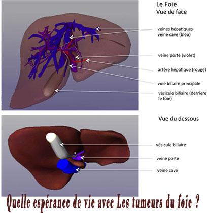 Quelle espérance de vie avec Les tumeurs du foie ? Quelle espérance de vie avec Les tumeurs du foie ?