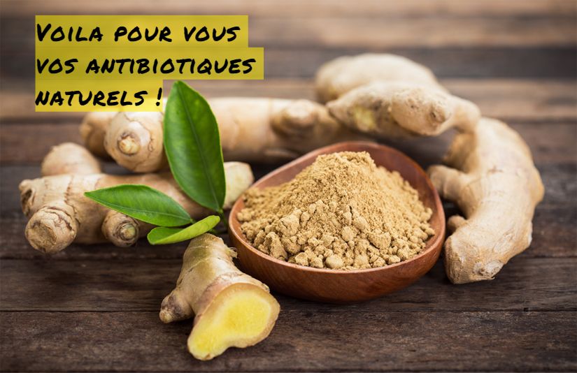 Le Gimgembre Voila pour vous vos antibiotiques naturels