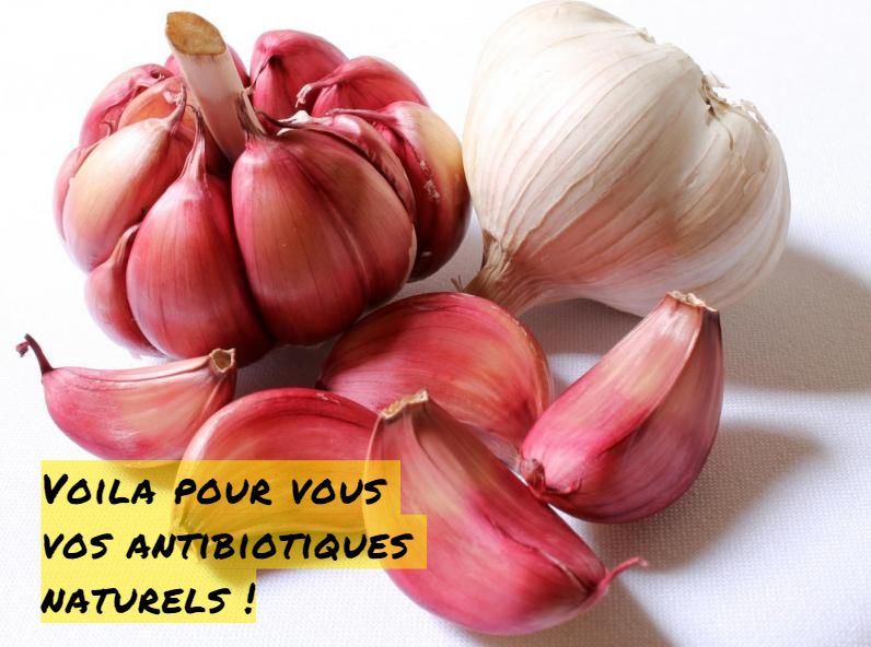 Voila pour vous les antibiotiques naturels Voila pour vous vos antibiotiques naturels