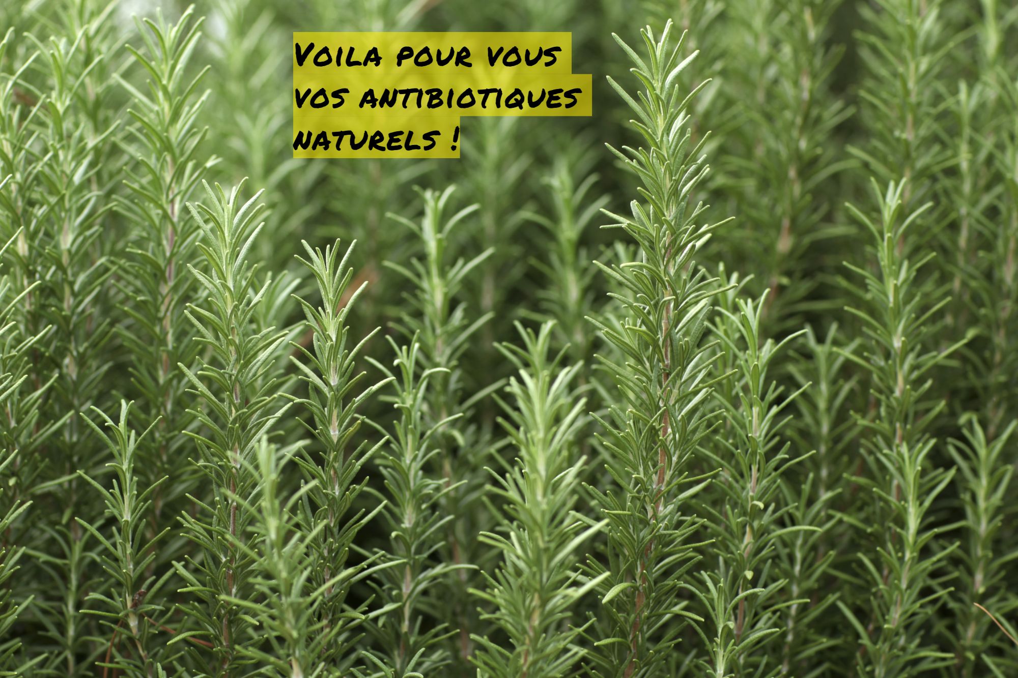 Le Thym Voila pour vous vos antibiotiques naturels