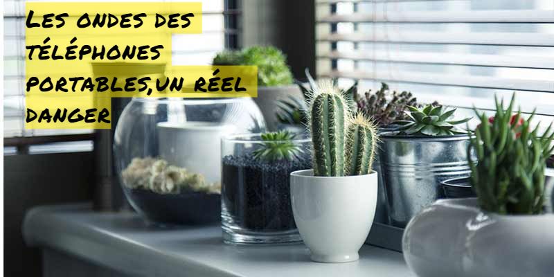 Optez pour le Cactus Les ondes des téléphones portables,un réel danger