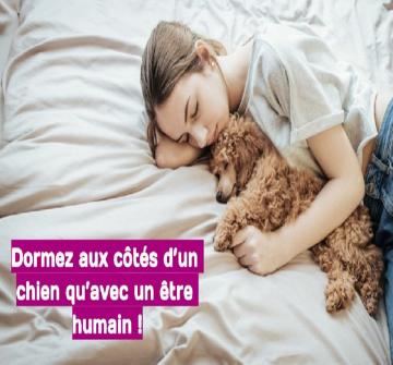 En fait il est conseillé de dormir aux côtés d'un chien qu'avec un être humain puisqu'il aura plusieurs bénéfices.